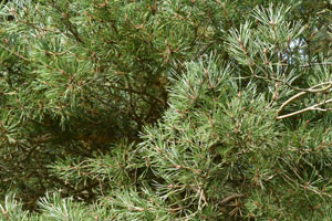 Pinus sylvestris