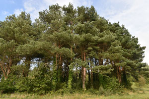 Scots pine