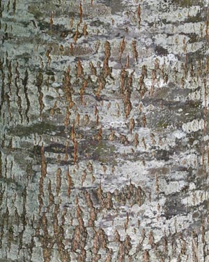 Quercus petraea