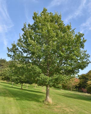 Sessile oak