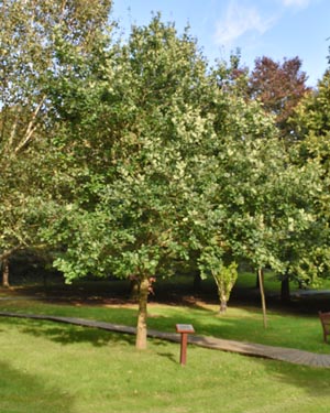 Sycamore
