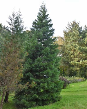 Aesculus hippocastanum