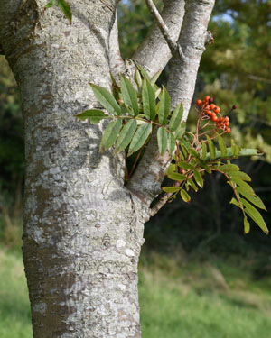 Rowan