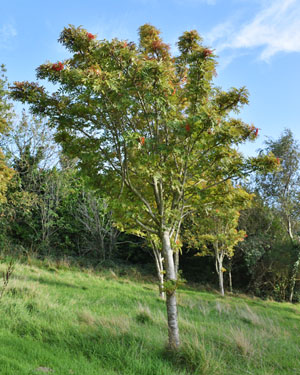 Rowan