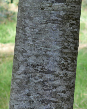 Tilia cordata Green Spire
