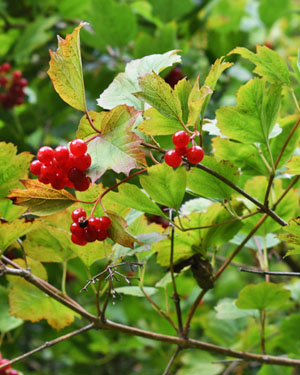 Guelder rose