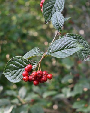 Cotoneaster