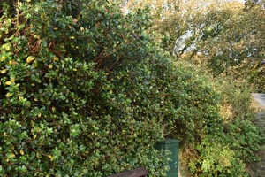 Escallonia