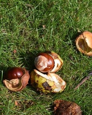 Conkers