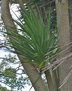 Cordyline