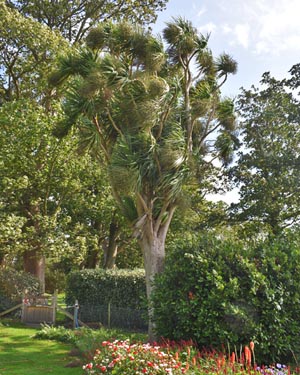 Cordyline