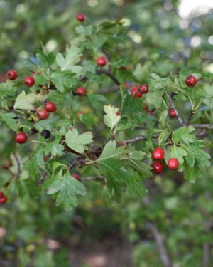Hawthorn