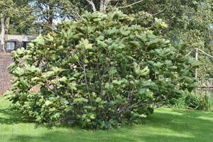 Fig trees
