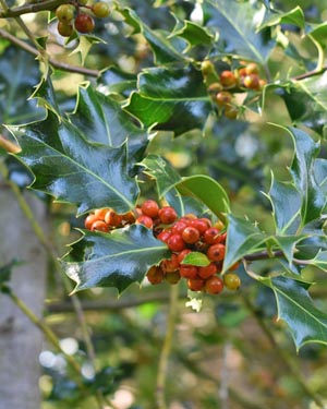 Holly