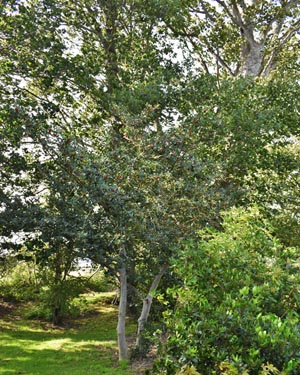 Ilex aquifolium