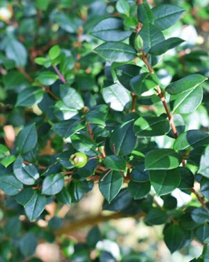 Luma apiculata