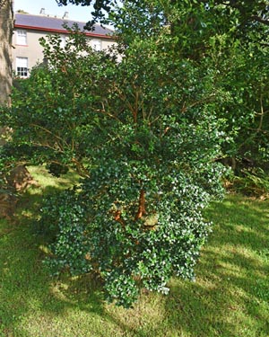 Chilean myrtle