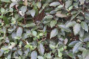 New Zealand holly