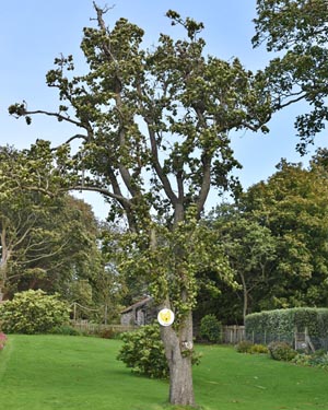 Old pear