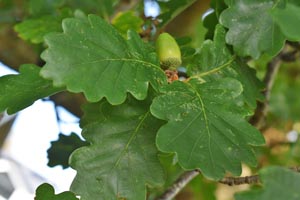 Sessile oak leaf