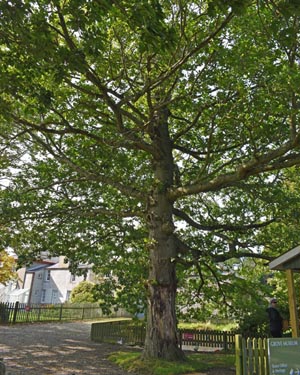 Sessile oak