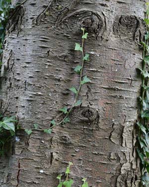 Abies bark