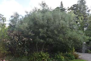 Acacia pendula?