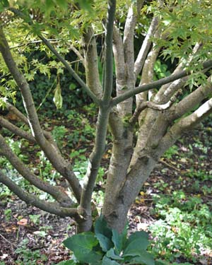Acer palmatum trunk