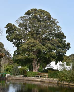 Sycamore