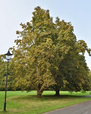 Aesculus hippocastanum