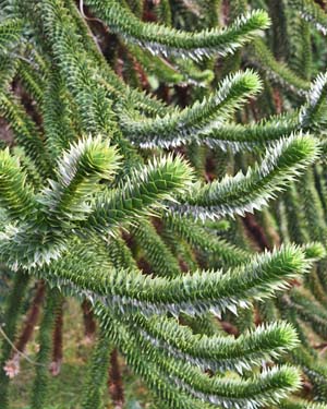 Chilean pine