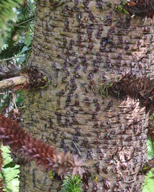 Araucaria araucana