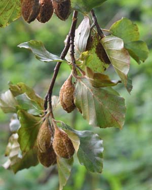 Beech nuts