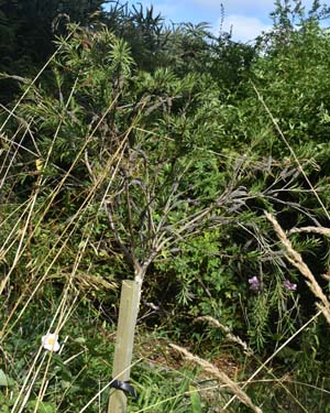 Callistemon