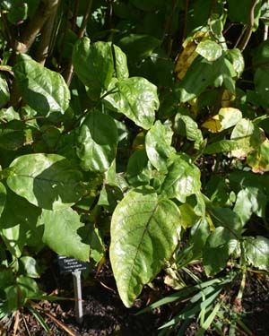 Calycanthus floridus