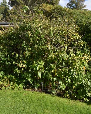 Calycanthus floridus