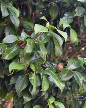 Camellia