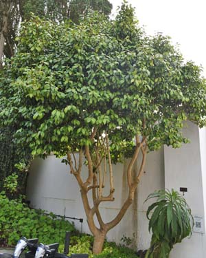 Camellia