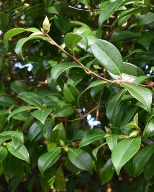 Camellia leaf