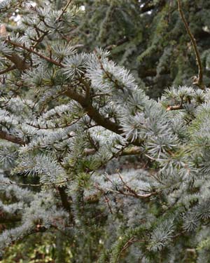 Atlantic cedar