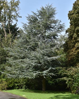 Cedrus atlantica glauca