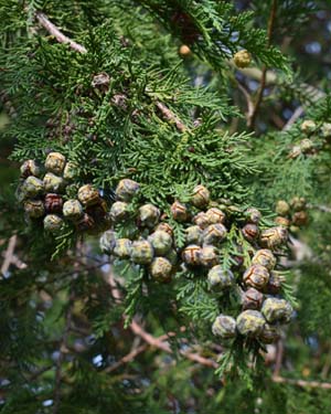 Lawson cypress