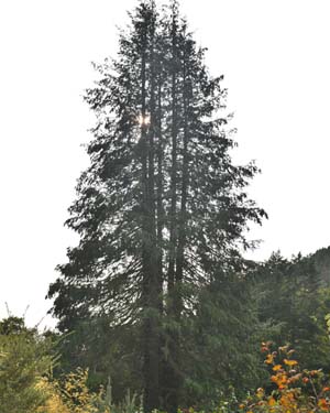 Lawson cypress