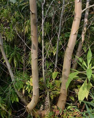 Eucalyptus bark