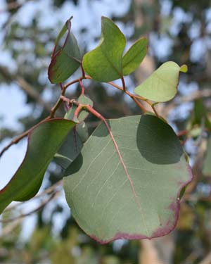 Eucalyptus