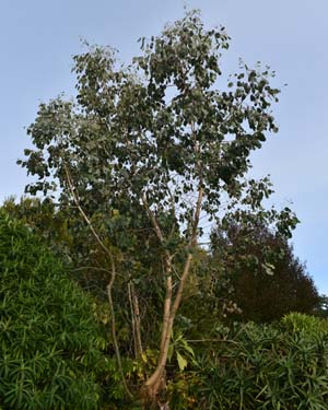 Eucalyptus