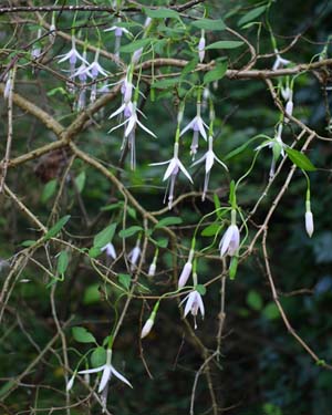 fuschia