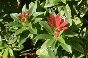 Pieris
