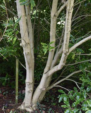 Pittosporum