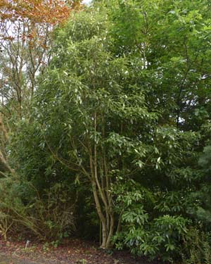 Pittosporum